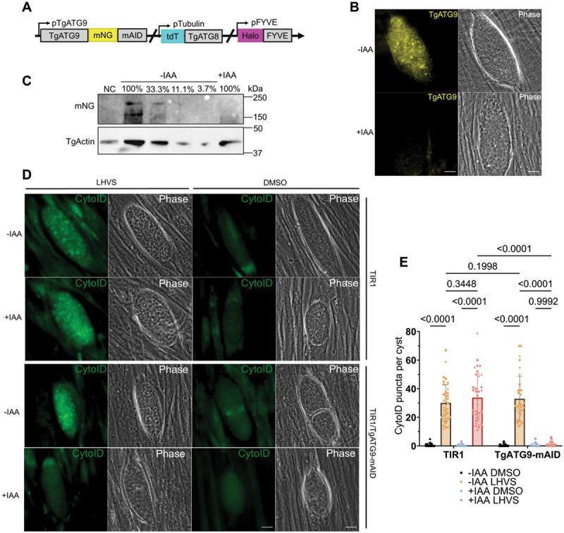 https://cdn.ncbi.nlm.nih.gov/pmc/blobs/8b73/11864645/ab1adc60573e/KAUO_A_2418256_F0003_OC.jpg