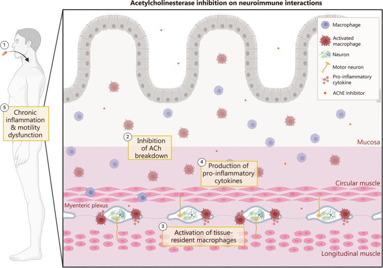 https://cdn.ncbi.nlm.nih.gov/pmc/blobs/8b74/11229309/2b05886a3e2d/40779_2024_547_Fig2_HTML.jpg