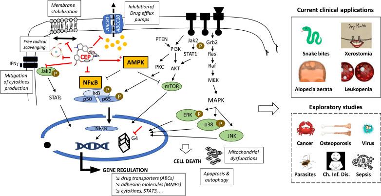 https://cdn.ncbi.nlm.nih.gov/pmc/blobs/8b74/7126782/31ca67a4625a/gr6_lrg.jpg