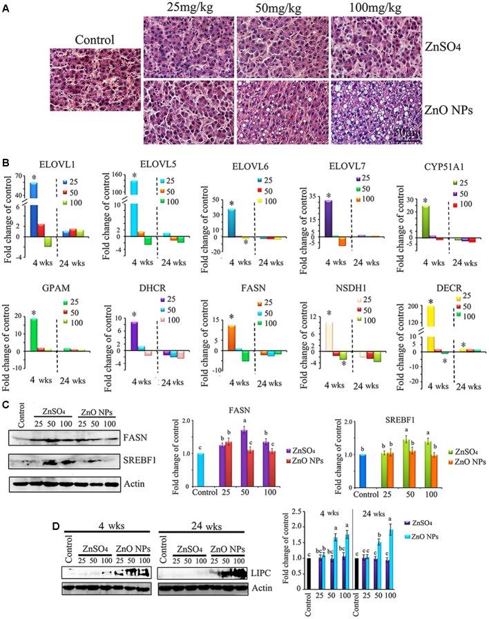 https://cdn.ncbi.nlm.nih.gov/pmc/blobs/8b77/5810292/090947145bc9/fphar-09-00057-g006.jpg