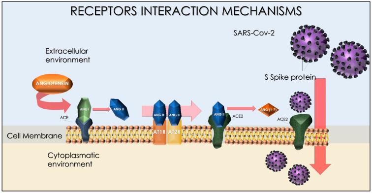 https://cdn.ncbi.nlm.nih.gov/pmc/blobs/8b78/9369331/2a6de4bcaa3f/ijms-23-08485-g001.jpg