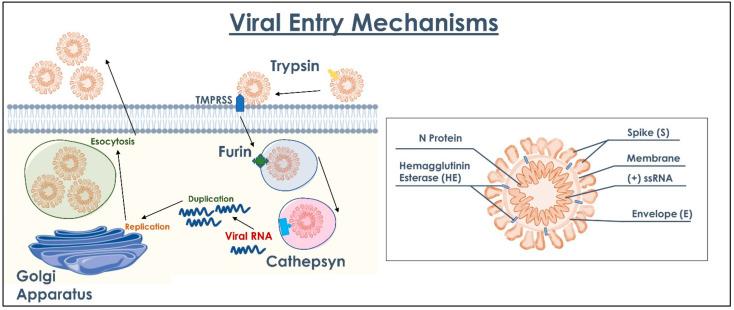 https://cdn.ncbi.nlm.nih.gov/pmc/blobs/8b78/9369331/7248356aa12a/ijms-23-08485-g004.jpg