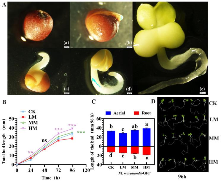 https://cdn.ncbi.nlm.nih.gov/pmc/blobs/8b7c/11722606/5a42849d86ee/plants-14-00058-g001.jpg