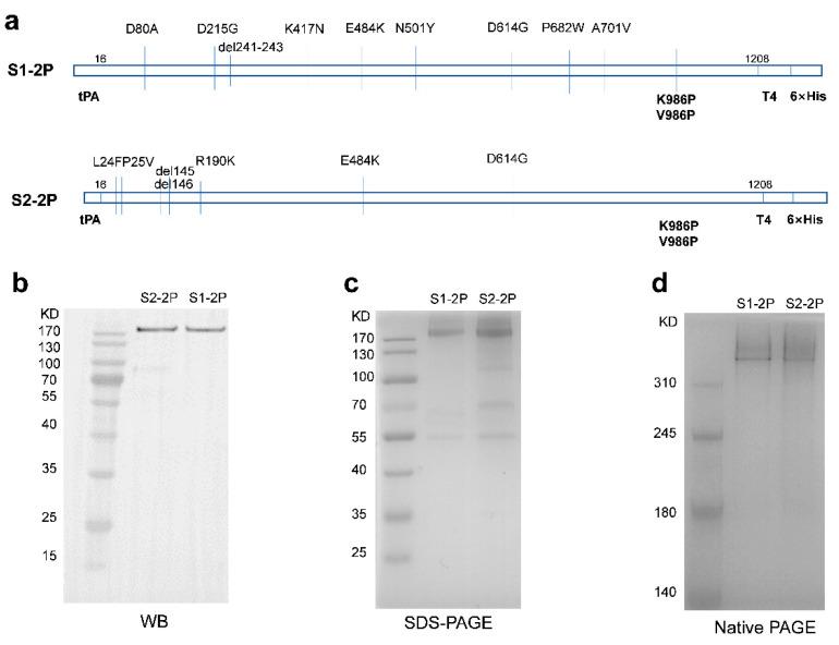 https://cdn.ncbi.nlm.nih.gov/pmc/blobs/8b80/9863711/9375789c6afd/vaccines-11-00193-g001.jpg