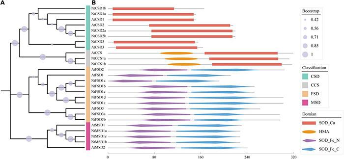 https://cdn.ncbi.nlm.nih.gov/pmc/blobs/8b85/9121019/6f66fb90ba8b/fpls-13-904105-g001.jpg
