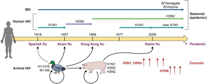 https://cdn.ncbi.nlm.nih.gov/pmc/blobs/8b86/10283447/0614136ad2da/KVIR_A_2223057_F0002_OC.jpg