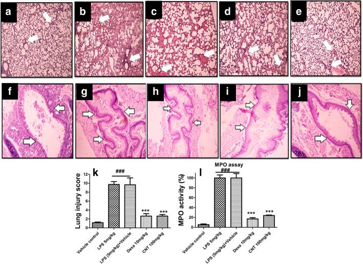https://cdn.ncbi.nlm.nih.gov/pmc/blobs/8b86/7687815/7c3d3b5b864c/40360_2020_458_Fig5_HTML.jpg