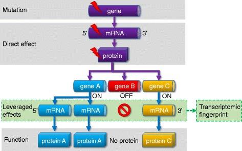 https://cdn.ncbi.nlm.nih.gov/pmc/blobs/8b87/4609150/d25269f977f2/13073_2015_228_Fig1_HTML.jpg