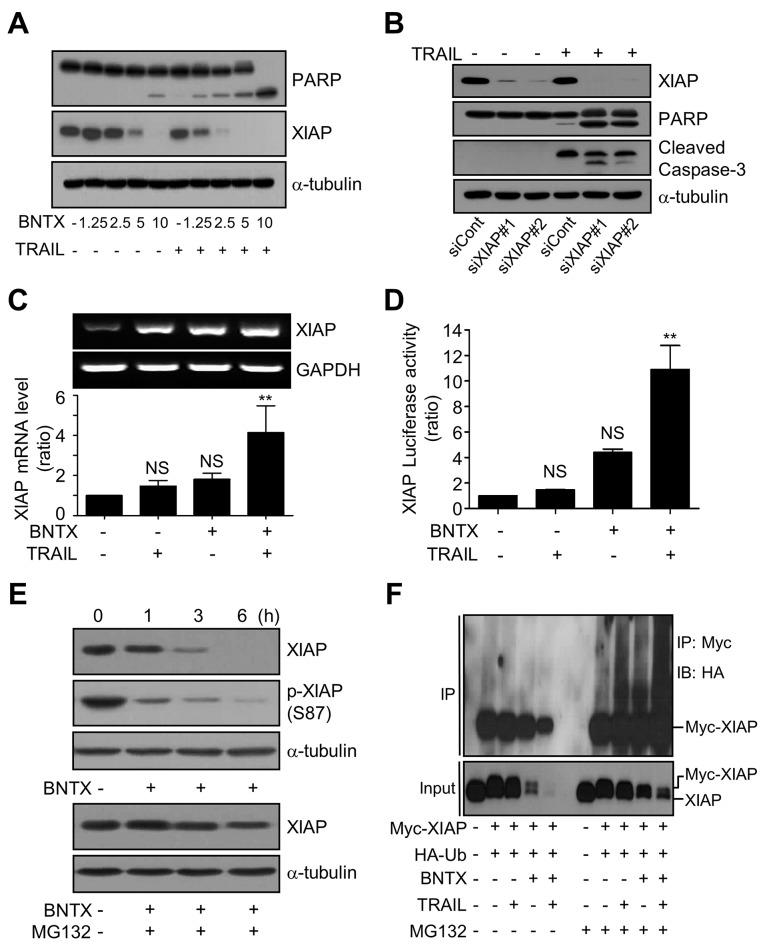 https://cdn.ncbi.nlm.nih.gov/pmc/blobs/8b88/5617406/1fdedf30081a/oncotarget-08-61057-g004.jpg