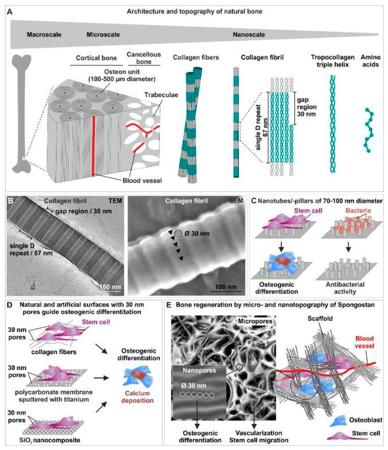 https://cdn.ncbi.nlm.nih.gov/pmc/blobs/8b88/8301359/89ae08713bb4/biomedicines-09-00746-g002.jpg