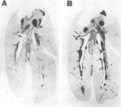 https://cdn.ncbi.nlm.nih.gov/pmc/blobs/8b90/550752/953891fc5654/iai00169-0270-a.jpg