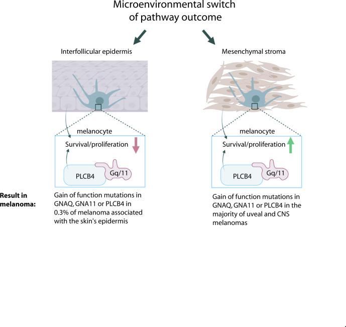 https://cdn.ncbi.nlm.nih.gov/pmc/blobs/8b90/8747508/6b164a5ed503/elife-71825-fig7.jpg