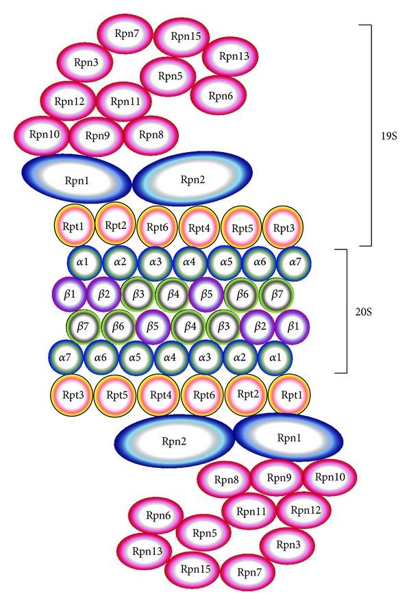 https://cdn.ncbi.nlm.nih.gov/pmc/blobs/8b91/3892944/0ccbb799208f/SCIENTIFICA2013-637629.002.jpg