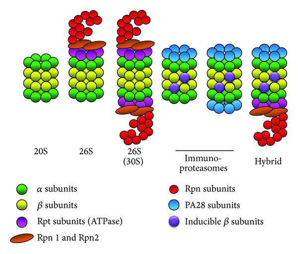 https://cdn.ncbi.nlm.nih.gov/pmc/blobs/8b91/3892944/49f8e221185c/SCIENTIFICA2013-637629.003.jpg