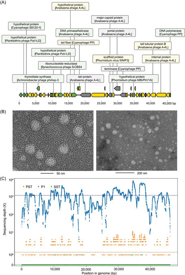https://cdn.ncbi.nlm.nih.gov/pmc/blobs/8b92/10989988/ca6e6f2b94a2/IMT2-1-e39-g001.jpg