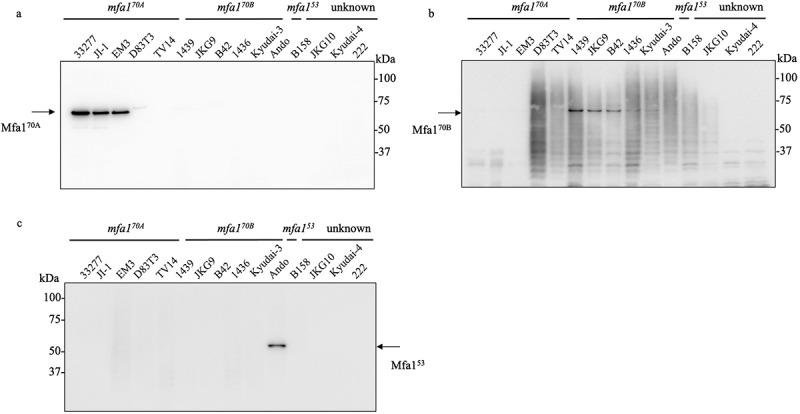 https://cdn.ncbi.nlm.nih.gov/pmc/blobs/8b95/10201998/cf21f8731dd9/ZJOM_A_2215551_F0004_B.jpg