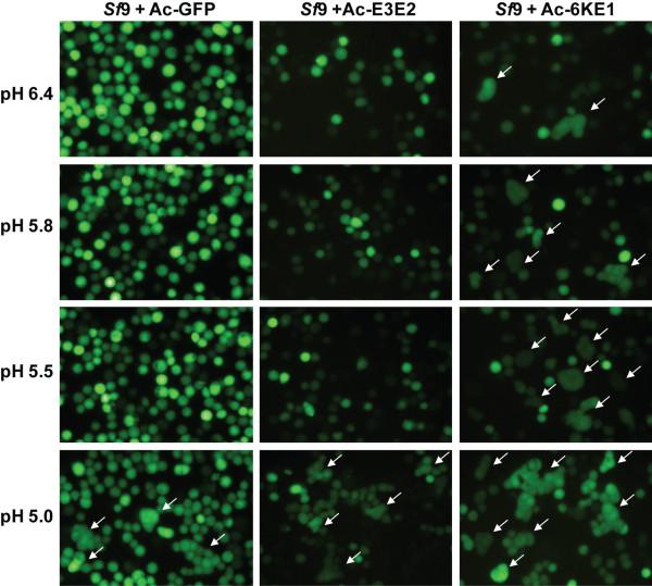 https://cdn.ncbi.nlm.nih.gov/pmc/blobs/8b96/3162542/410136db47b8/1743-422X-8-353-7.jpg