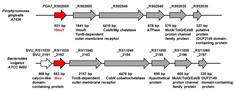 https://cdn.ncbi.nlm.nih.gov/pmc/blobs/8b98/7956564/a4e03754d060/ijms-22-02237-g001.jpg