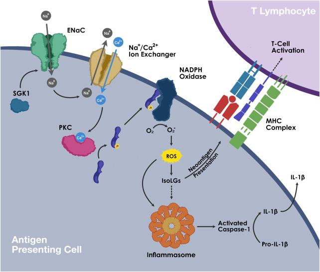 https://cdn.ncbi.nlm.nih.gov/pmc/blobs/8b98/9814168/9b41d991f578/fphys-13-1096296-g002.jpg