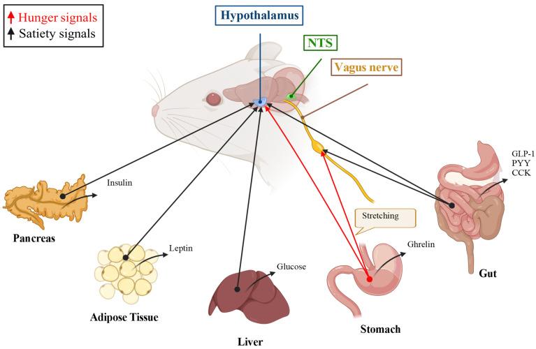https://cdn.ncbi.nlm.nih.gov/pmc/blobs/8b9a/11205479/b163d4f8379b/metabolites-14-00302-g001.jpg