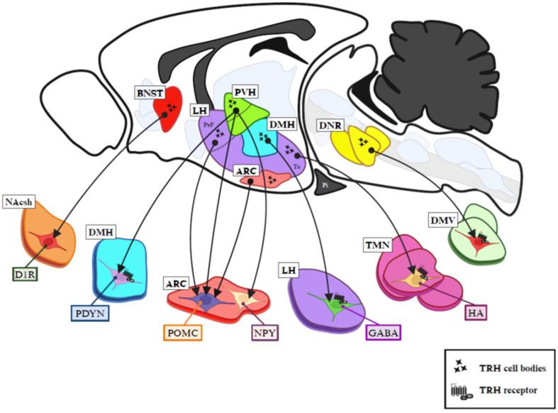 https://cdn.ncbi.nlm.nih.gov/pmc/blobs/8b9a/11205479/d3c117615c29/metabolites-14-00302-g002.jpg
