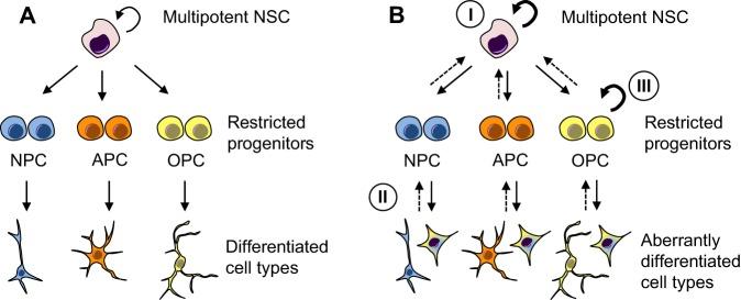 https://cdn.ncbi.nlm.nih.gov/pmc/blobs/8b9a/6001369/6752684f8b3a/develop-145-162693-g2.jpg