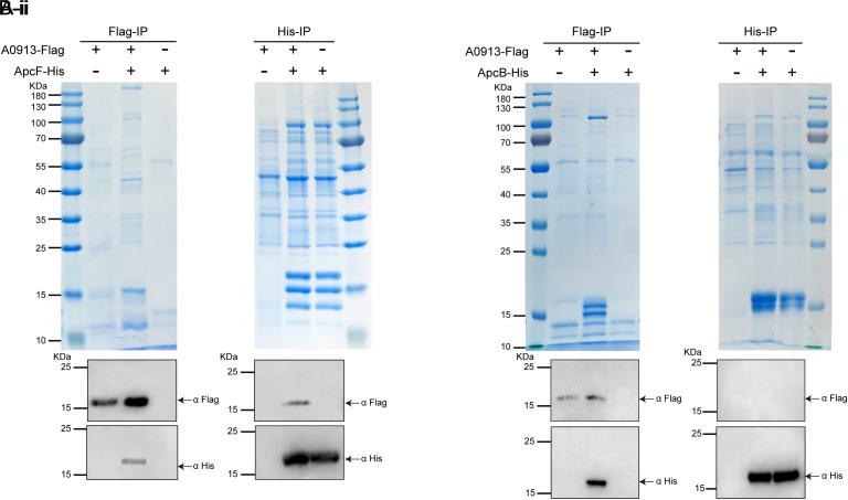 https://cdn.ncbi.nlm.nih.gov/pmc/blobs/8b9b/11789067/be7917fdd761/pnas.2415222122fig07.jpg