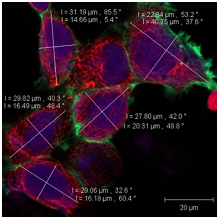 https://cdn.ncbi.nlm.nih.gov/pmc/blobs/8b9b/3622607/91a9f2889851/pone.0060965.g003.jpg