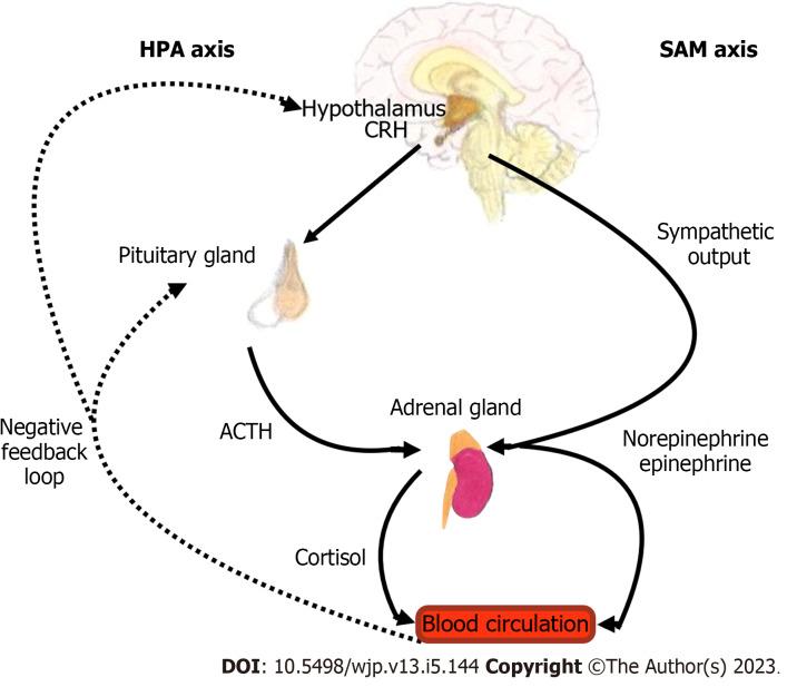 https://cdn.ncbi.nlm.nih.gov/pmc/blobs/8b9c/10251360/990325230be0/WJP-13-144-g001.jpg