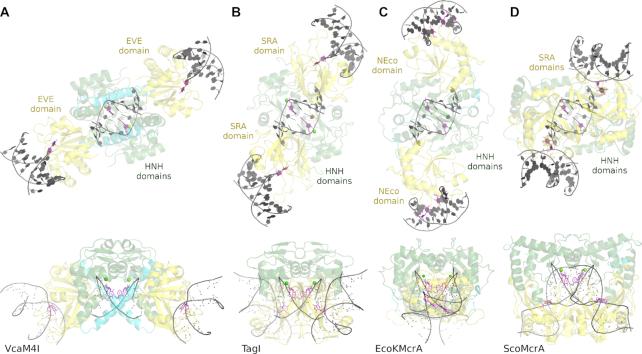 https://cdn.ncbi.nlm.nih.gov/pmc/blobs/8ba7/7897488/b0c6a0226ba9/gkaa1218fig9.jpg