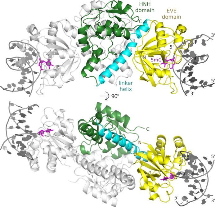 https://cdn.ncbi.nlm.nih.gov/pmc/blobs/8ba7/7897488/c14d047411e9/gkaa1218fig1.jpg