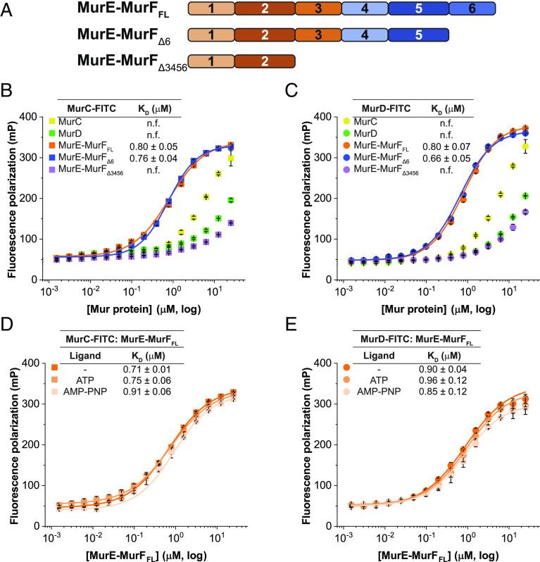 https://cdn.ncbi.nlm.nih.gov/pmc/blobs/8baa/10214165/a817be614b35/pnas.2219540120fig07.jpg