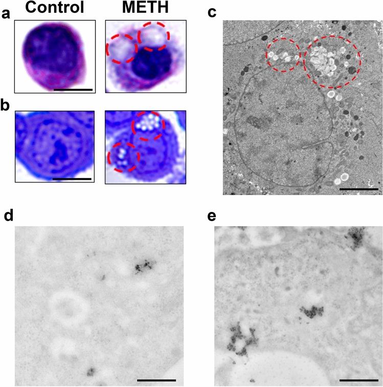 https://cdn.ncbi.nlm.nih.gov/pmc/blobs/8baa/11016004/6ea405b4ae90/702_2024_2741_Fig7_HTML.jpg
