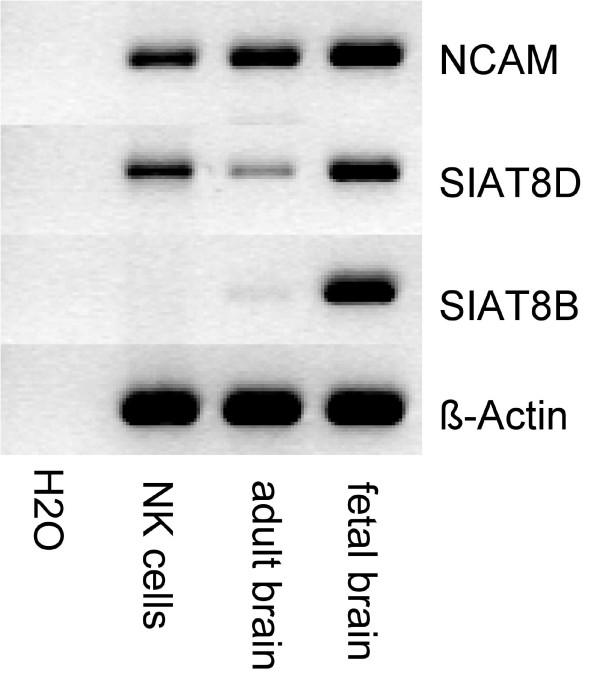 https://cdn.ncbi.nlm.nih.gov/pmc/blobs/8baa/1976417/0d80a2f3eb3c/1471-2172-8-13-3.jpg