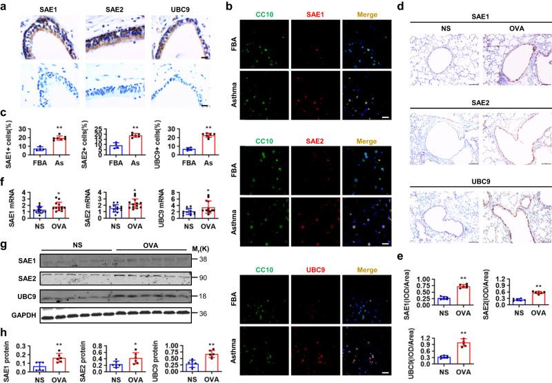 https://cdn.ncbi.nlm.nih.gov/pmc/blobs/8bab/10314948/84643191f5cb/41467_2023_39600_Fig1_HTML.jpg