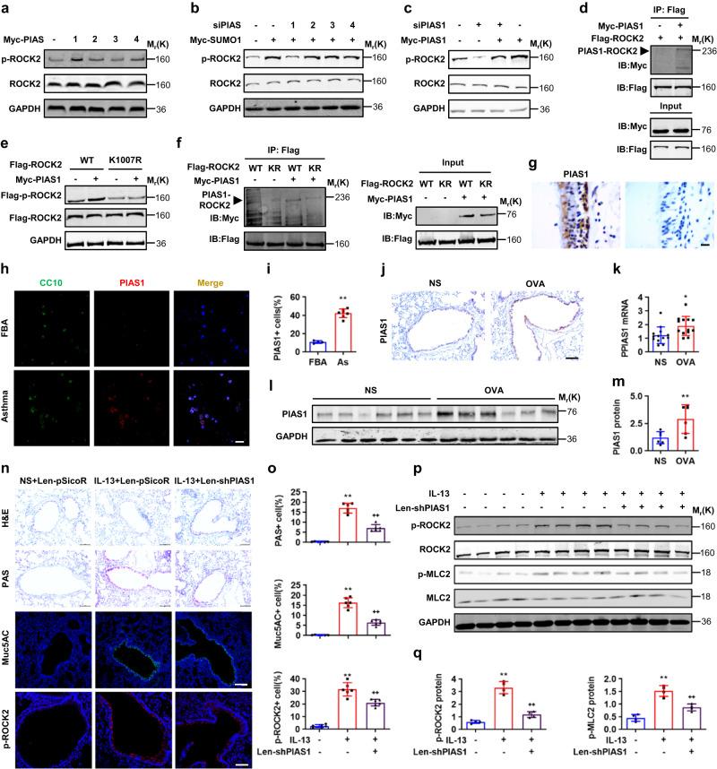 https://cdn.ncbi.nlm.nih.gov/pmc/blobs/8bab/10314948/98224c8f284b/41467_2023_39600_Fig6_HTML.jpg