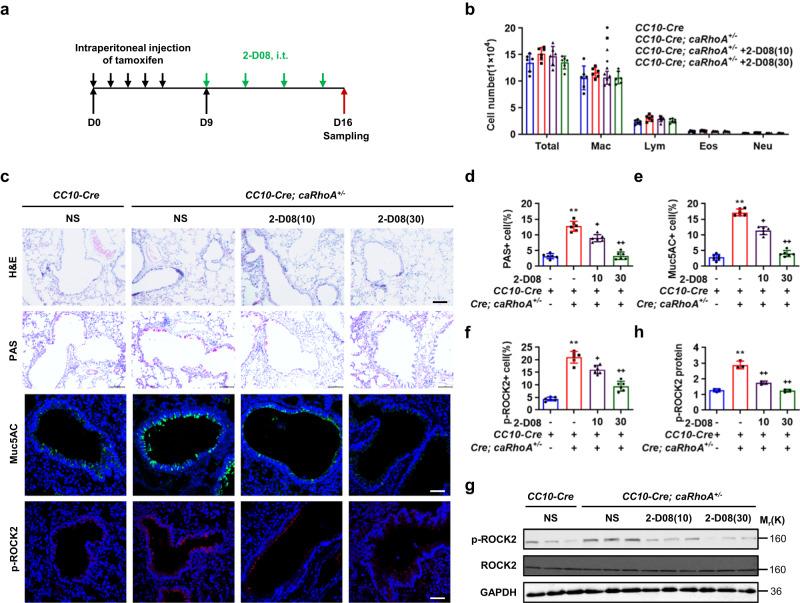 https://cdn.ncbi.nlm.nih.gov/pmc/blobs/8bab/10314948/b9f2ed3e9b1b/41467_2023_39600_Fig4_HTML.jpg