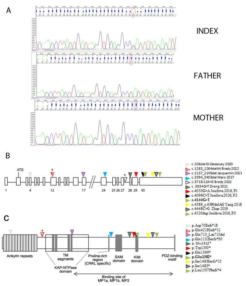 https://cdn.ncbi.nlm.nih.gov/pmc/blobs/8bac/11431642/0ba693c73d8b/genes-15-01190-g002.jpg