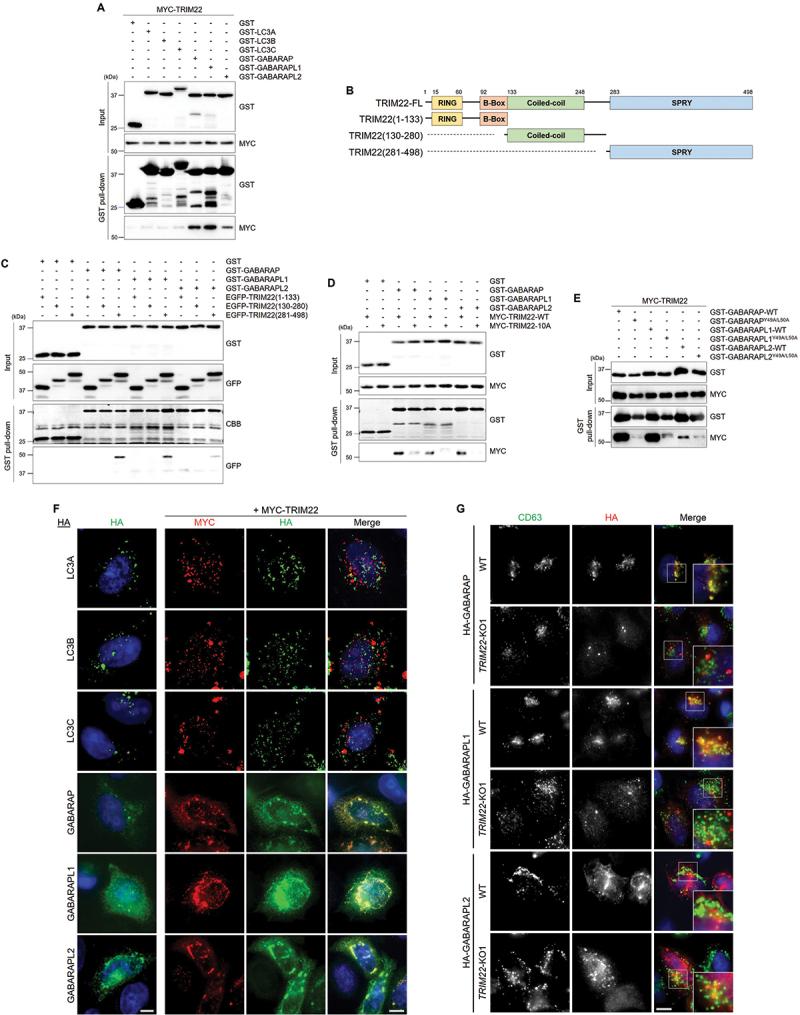https://cdn.ncbi.nlm.nih.gov/pmc/blobs/8baf/11135824/7e4f1a0888fb/KAUP_A_2287925_F0003_C.jpg