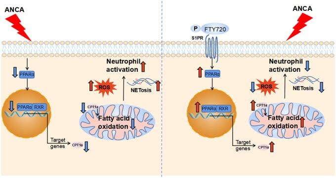 https://cdn.ncbi.nlm.nih.gov/pmc/blobs/8bb1/11371367/72b2c7bfd4a1/keae320f6.jpg