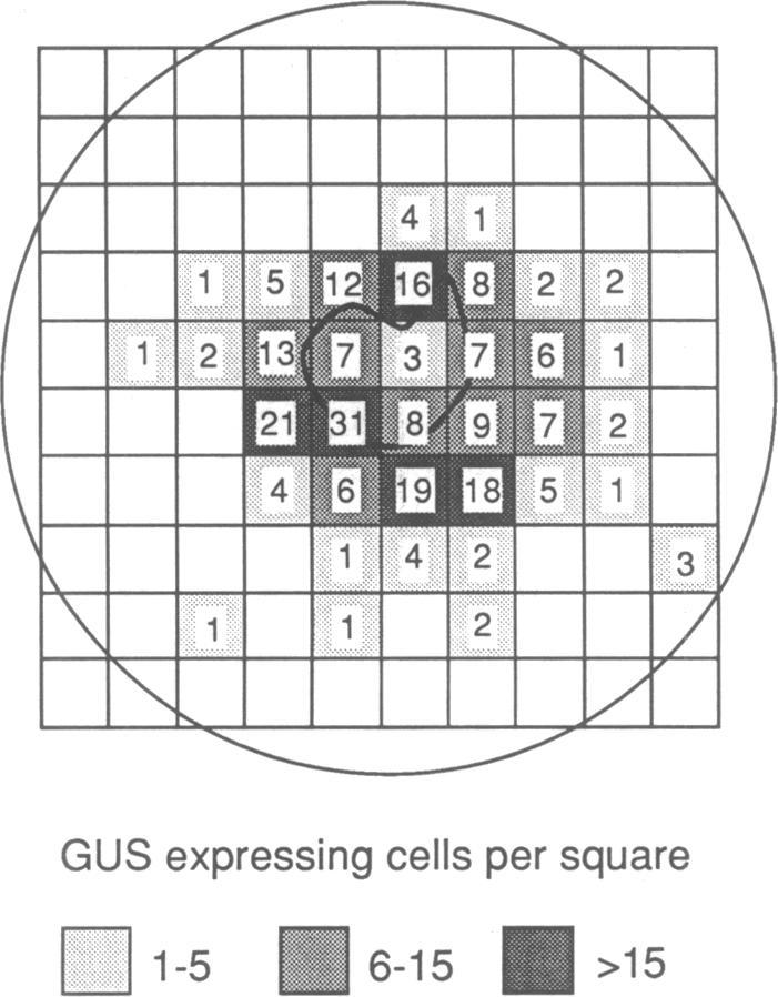 https://cdn.ncbi.nlm.nih.gov/pmc/blobs/8bb1/282486/4821ad7e7d95/pnas00301-0141-c.jpg