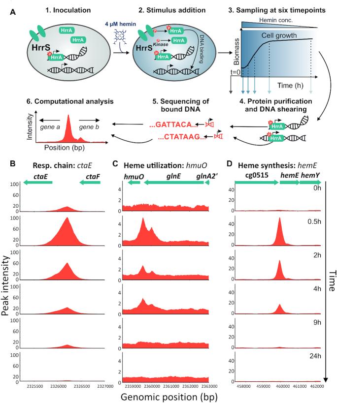 https://cdn.ncbi.nlm.nih.gov/pmc/blobs/8bb2/7337898/eadb15f95b90/gkaa415fig1.jpg
