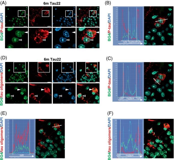 https://cdn.ncbi.nlm.nih.gov/pmc/blobs/8bb3/11835446/4c696caee07b/BPA-35-e13262-g001.jpg