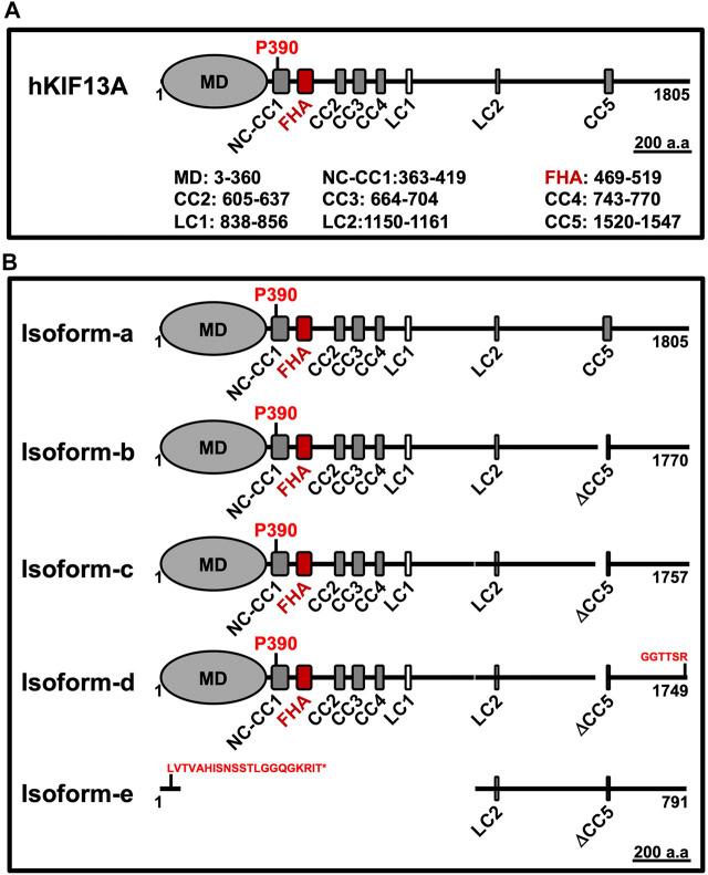 https://cdn.ncbi.nlm.nih.gov/pmc/blobs/8bb6/9081326/2f1ea10489e2/fcell-10-877532-g001.jpg
