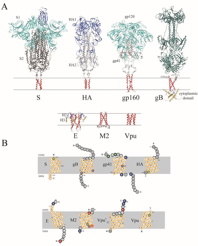 https://cdn.ncbi.nlm.nih.gov/pmc/blobs/8bb7/9024552/e848d6d99293/viruses-14-00699-g001.jpg
