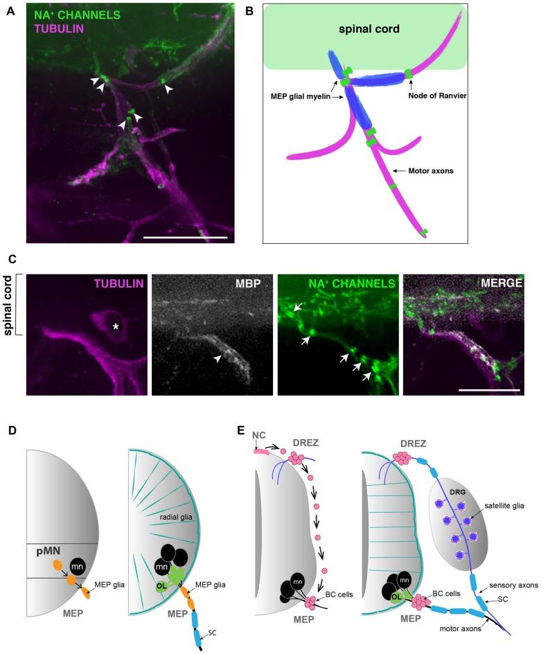https://cdn.ncbi.nlm.nih.gov/pmc/blobs/8bbb/6190867/2891f59c75ce/fncel-12-00333-g0002.jpg