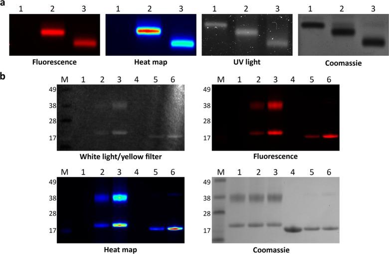 https://cdn.ncbi.nlm.nih.gov/pmc/blobs/8bc0/4306514/e86cf1277006/bc-2014-00524f_0004.jpg
