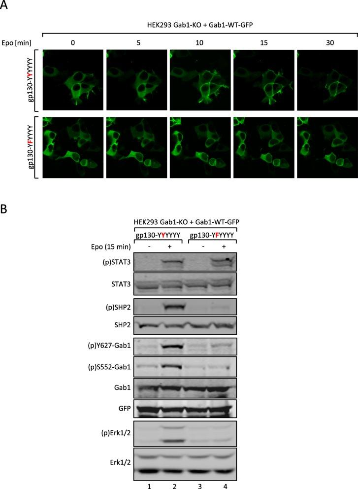 https://cdn.ncbi.nlm.nih.gov/pmc/blobs/8bc1/6814103/21f236d713a4/12964_2019_451_Fig5_HTML.jpg