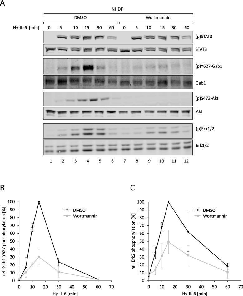 https://cdn.ncbi.nlm.nih.gov/pmc/blobs/8bc1/6814103/a30709dc74ee/12964_2019_451_Fig9_HTML.jpg