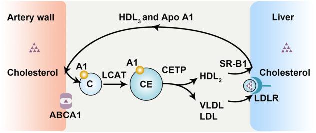 https://cdn.ncbi.nlm.nih.gov/pmc/blobs/8bc9/10545798/d0ee3ae740e1/12276_2023_1079_Fig5_HTML.jpg